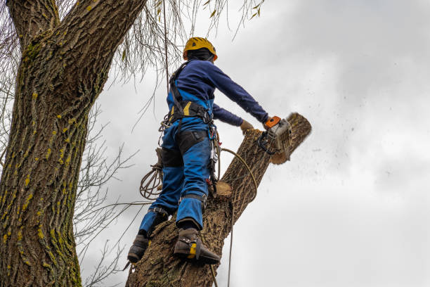 Best Arborist Consultation Services  in Sylvan Springs, AL